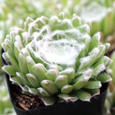 Sempervivum 'Pfalzer Nebel'
