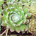 Sempervivum arachnoideum 'Baby Star' [large] - May