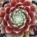 Sempervivum arachnoideum 'Baby Star' - June
