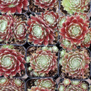 Sempervivum arachnoideum 'Baby Star' - June
