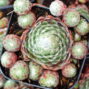 Sempervivum 'Bravo' - June