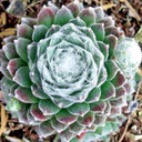 Sempervivum 'Bravo' - April