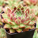 Sempervivum 'Sonnenkuss' - June