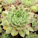 Sempervivum 'Sonnenkuss' - August
