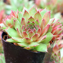 Sempervivum 'Casa' - June