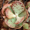 Adromischus trigynus - June