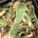 Opuntia tuna 'Cobra' [bare root]