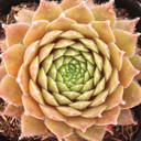 Sempervivum 'The Police' | Mountain Crest Gardens™