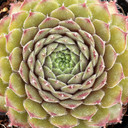 Sempervivum 'Seminole' - July