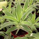 Agave 'Ray of Light' - Variegated Foxtail Agave [large]