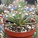 Agave albopilosa 'Tufts' [large] - May
