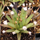 Agave albopilosa 'Tufts' - July