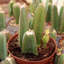 Cissus quadrangularis - Veldt Grape [large] - June