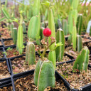 Cissus quadrangularis - Veldt Grape (fruit) - August