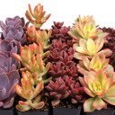 Nuthin' But Color Succulents Bulk 25-Pack (5 Varieties, 2" Pots) - Detail