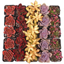 Nuthin' But Color Succulents Bulk 25-Pack (5 Varieties, 2" Pots)