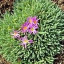 Delosperma sphalmanthoides - Tufted Ice Plant