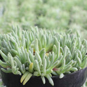 Delosperma sphalmanthoides - Tufted Ice Plant