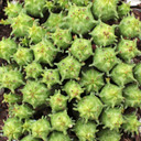 Euphorbia submammillaris