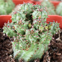 Euphorbia submammillaris