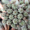 Euphorbia submammillaris [large]