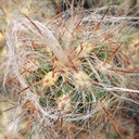Oreocereus celsianus - Old Man of the Andes - August
