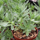 Sedum 'Thundercloud' [large] - May