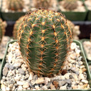 Echinopsis winteriana [large] - Spetember