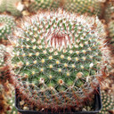 Parodia microsperma [large] - September