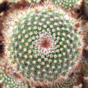 Parodia microsperma [large] - September