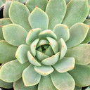 Echeveria 'Pampa' - September