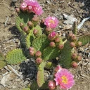Opuntia utahensis hybrid 'Nel Pastel' - Bloom 1