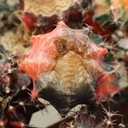 Gymnocalycium mihanovichii f. variegata - Variegated Moon Cactus [bare root] [1.75-2.5"]