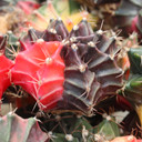 Gymnocalycium mihanovichii f. variegata - Variegated Moon Cactus [1.5-2"] [bare root]