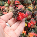 Gymnocalycium mihanovichii f. variegata - Variegated Moon Cactus [1.5-2"] [bare root]