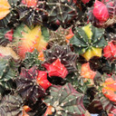 Gymnocalycium mihanovichii f. variegata - Variegated Moon Cactus [1.5-2"] [bare root]