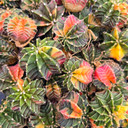 Gymnocalycium variegata
