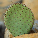 Opuntia utahensis hybrid ‘Sparkles’ - What You Receive