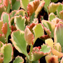 Kalanchoe sexangularis f. variegata - July