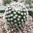 Mammillaria schiedeana ssp. giselae [large]