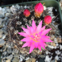 Eriosyce senilis var. multicolor - Bloom