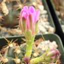 Gymnocalycium anisitsii - Bloom
