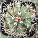 Echinocereus fendleri ssp. rectispinus - Top Alt