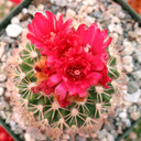 Parodia ocampoi - Bloom