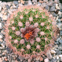 Parodia ocampoi - Top