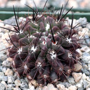 Eriosyce taltalensis f. pulchella [small]