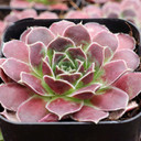 Sempervivum heuffelii 'Orion' - December