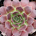 Sempervivum heuffelii 'Orion' - December