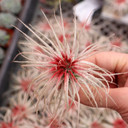Air Plant - Tillandsia tectorum (peppermint, enhanced) [3.0"]