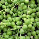 Senecio rowleyanus (now Curio rowleyanus) - String of Pearls (February)